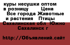 куры несушки.оптом 160 в розницу 200 › Цена ­ 200 - Все города Животные и растения » Птицы   . Сахалинская обл.,Южно-Сахалинск г.